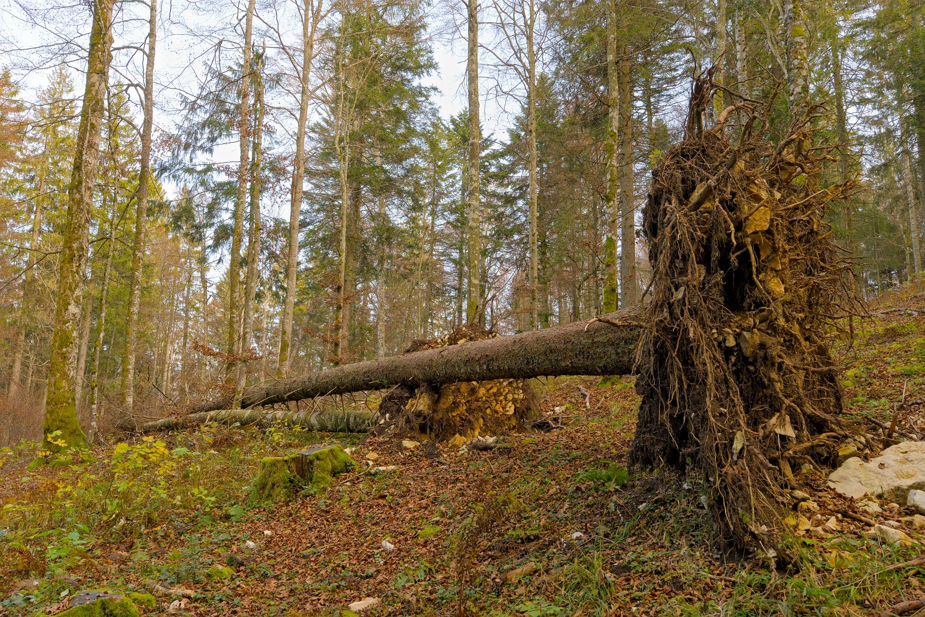 Enlèvement arbre urgence équipe à Charleville-Mézières